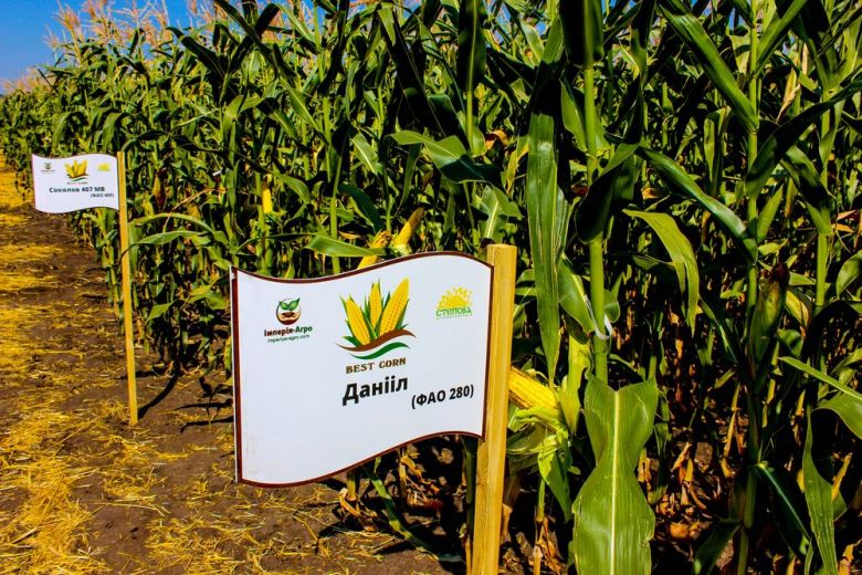 Демонстрационный участок кукурузы BEST CORN – гибрид «Даниил»