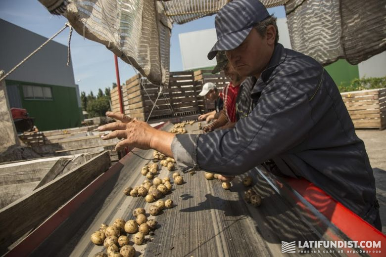 Картофелеводство — очень трудоемкий процесс