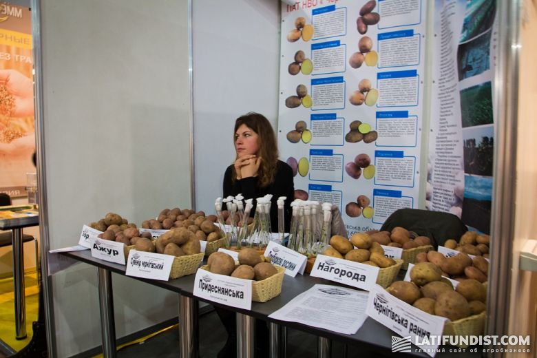 Выставка сортов картофеля