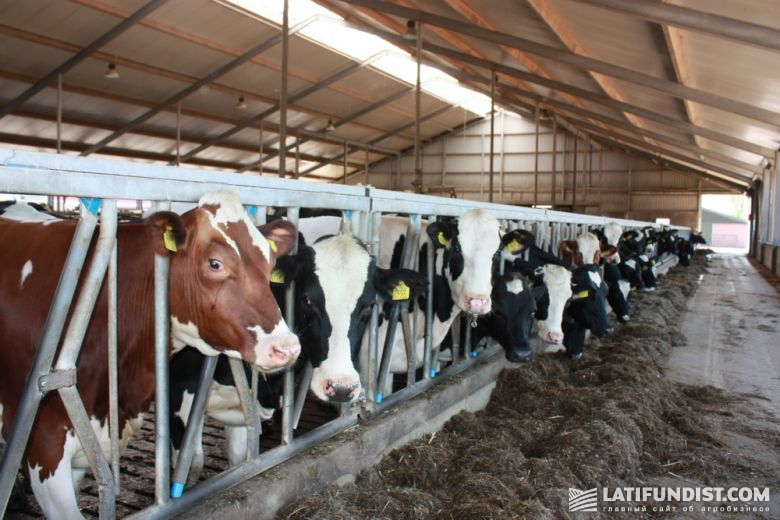Коровы на молочной ферме Overbeek (Lekkerkerker Group)