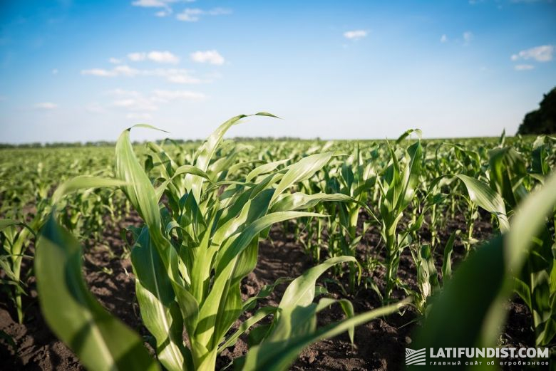 Узнаем подробности систем защиты растений у агрономов ALFA Smart Agro. Посевы кукурузы на Smart Field полностью очищены от падалицы подсолнечника