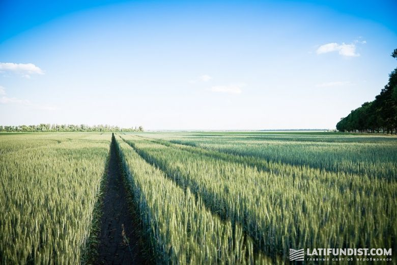 Системы защиты  пшеницы испытывают с учетом особенностей различных сортов 