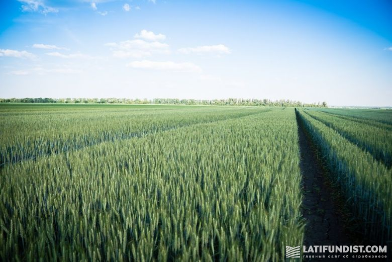 Озимая пшеница на Smart Field в образцовом состоянии. Колос надежно защищен от инфекций благодаря превентивному внесению фунгицида Тезис®