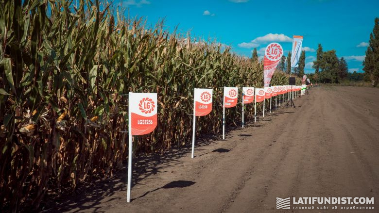 Демонстрационные посевы кукурузы