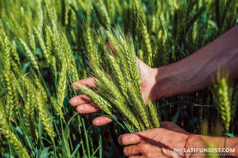 31 мая — здоровая пшеница «наливает» зерно