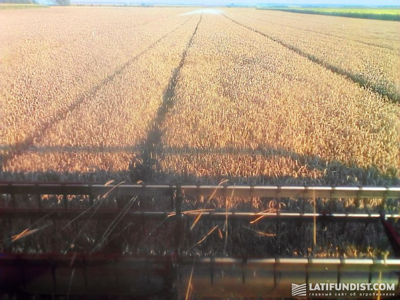 14 августа — уборка озимой пшеницы на Smart Field