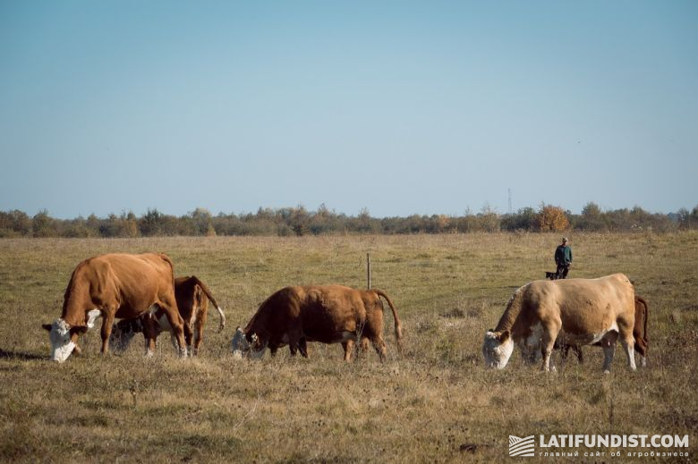 Коровы предприятия Баффало (МХП) на вольном выпасе