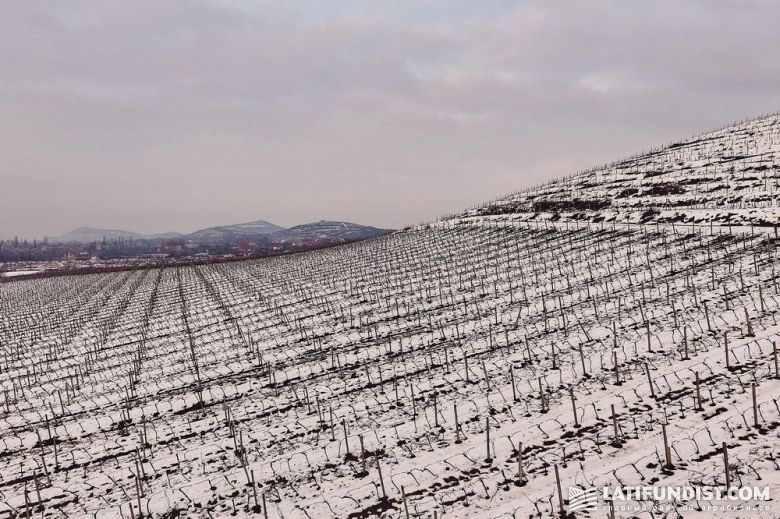 Урочище Чизай Мала гора в городе Берегово, где расположен виноградник компании, эксперты недаром называют «маленьким Токаем» (горный массив в Венгрии и Словакии — прим. авт.), сравнивают местный климат с французскими Бургундией или Шабли.