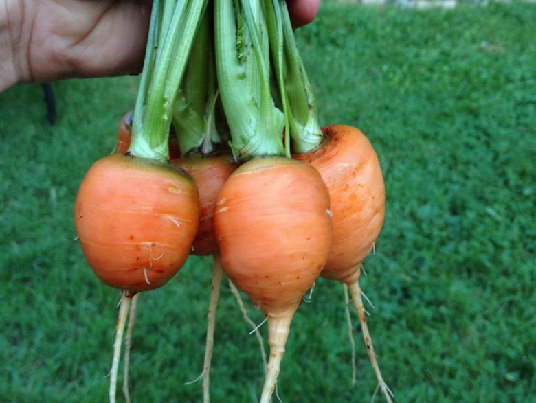 Морковь полезна, даже если она протёрта, приготовлена на пару или сварена
