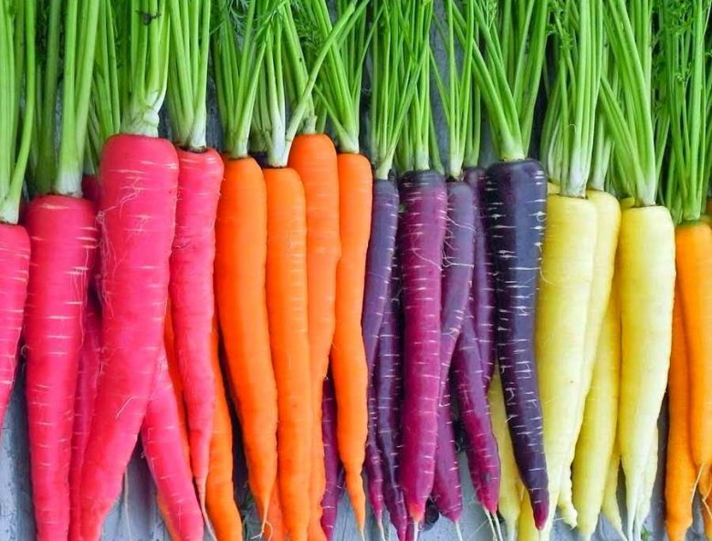 Разноцветная морковь