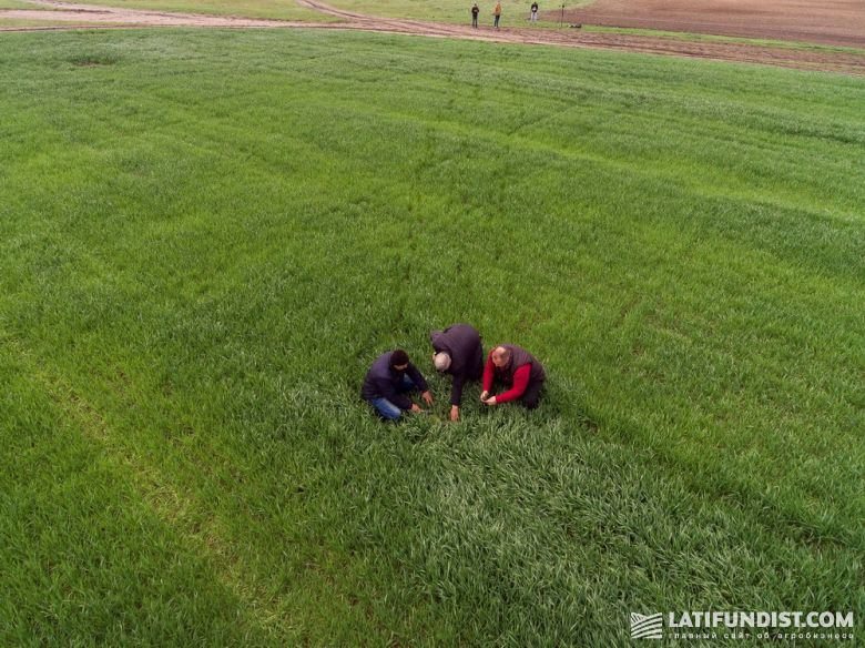 Работники хозяйства проводят проверку состояние озимой пшеницы