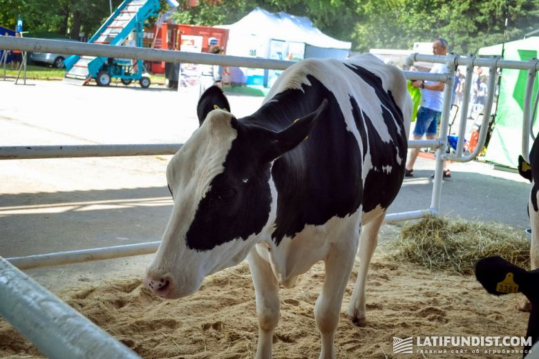 Сектор животноводства на выставке «АГРО-2019»