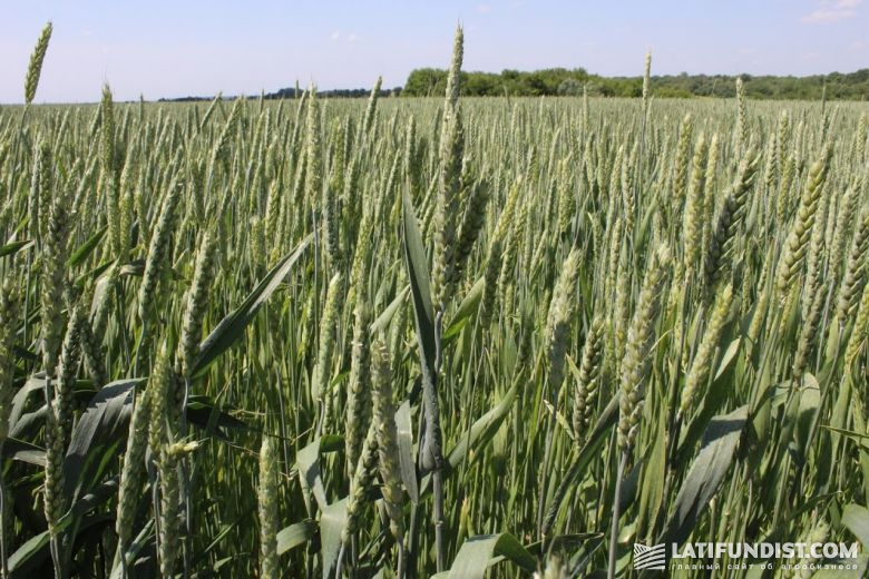 От болезней пшеницу на полях «АГРОТРЕЙДА» защищает Феникс Дуо®