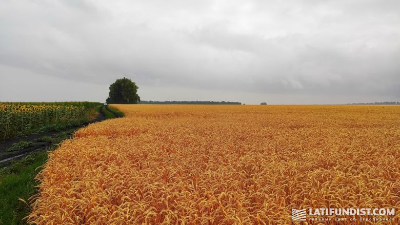 Пшеница в Харьковской области