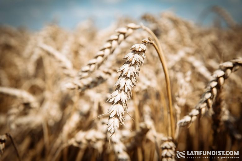 Пшеница (Triticum) — род растений из семейства злаков, ведущая зерновая культура во многих странах