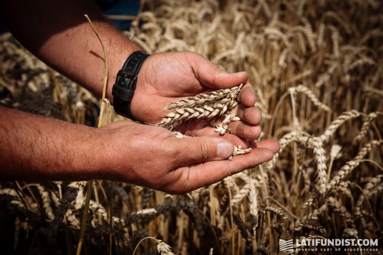 Недостаток дикой пшеницы в том, что её зёрна осыпаются сразу же после созревания, и их невозможно собрать