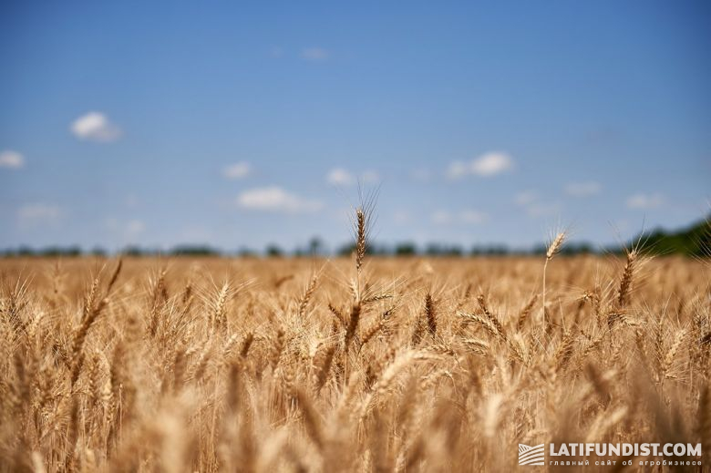 В пшеничном ростке содержатся практически все жиры и минеральные вещества, включая крахмал, белок и клетчатку