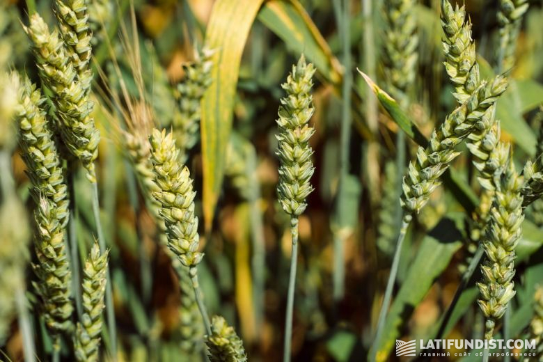 Также в пшенице содержатся витамин Е и витамины группы В