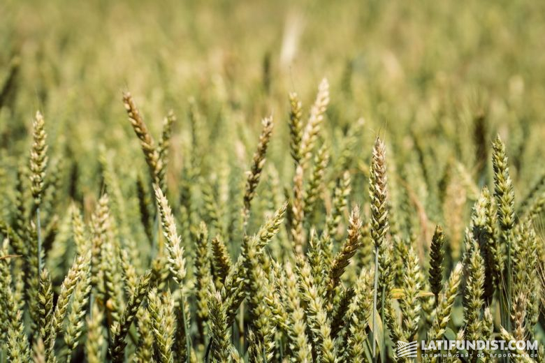 Пшеница мягких сортов представлена яровыми и озимыми формами, выращивается в очень широком ареале