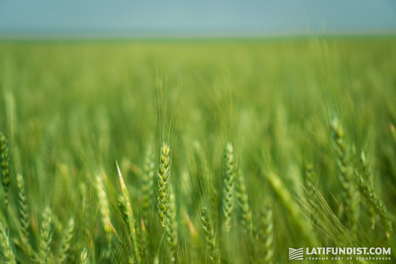 На поле в 68 га посеяна озимая пшеница Журавка Одесская