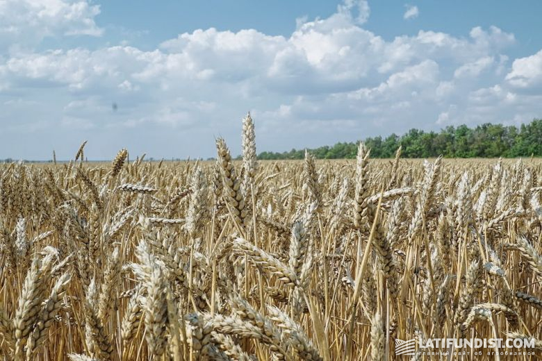 Семена пшеницы протравливали препаратами Авиценна и Командор Экстра
