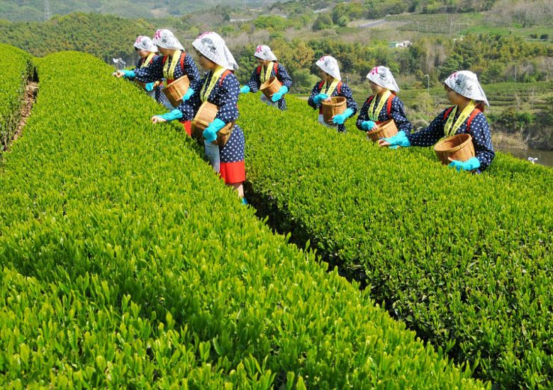 Сбор чайного листа в Японии теперь превышает 100 тыс. т в год