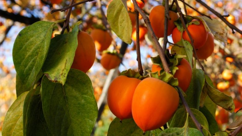 Выращиваются цитрусовые, яблоки, груши, сливы, персики, хурма, виноград, каштаны, грецкие орехи, арбузы, дыни; в теплицах культивируются ананасы.