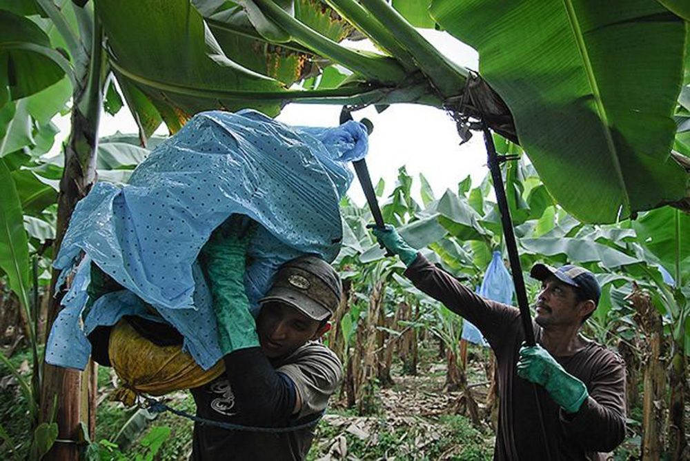 плантации бананов в эквадоре. гондурас банановые плантации. эквадор бананы плантации. эквадор бананы плантации. сборщик бананов.