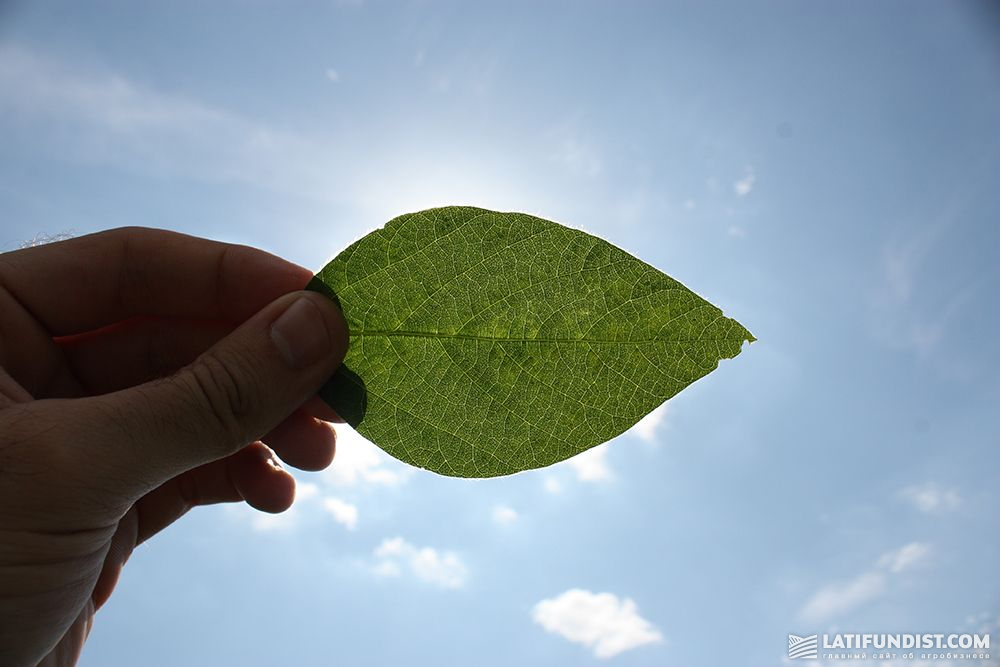 Soybean plant leaf
