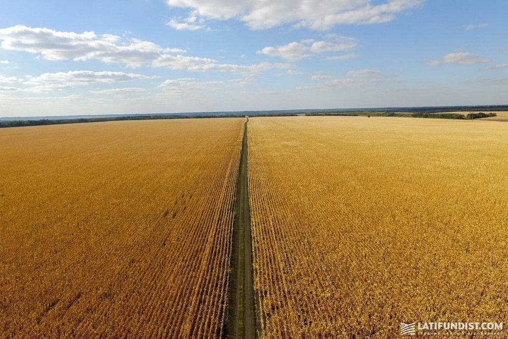Corn fields in Ukraine