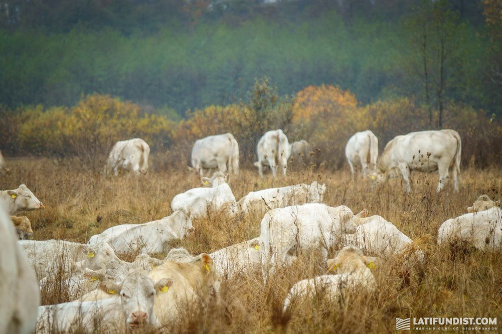 Polissya meat breed