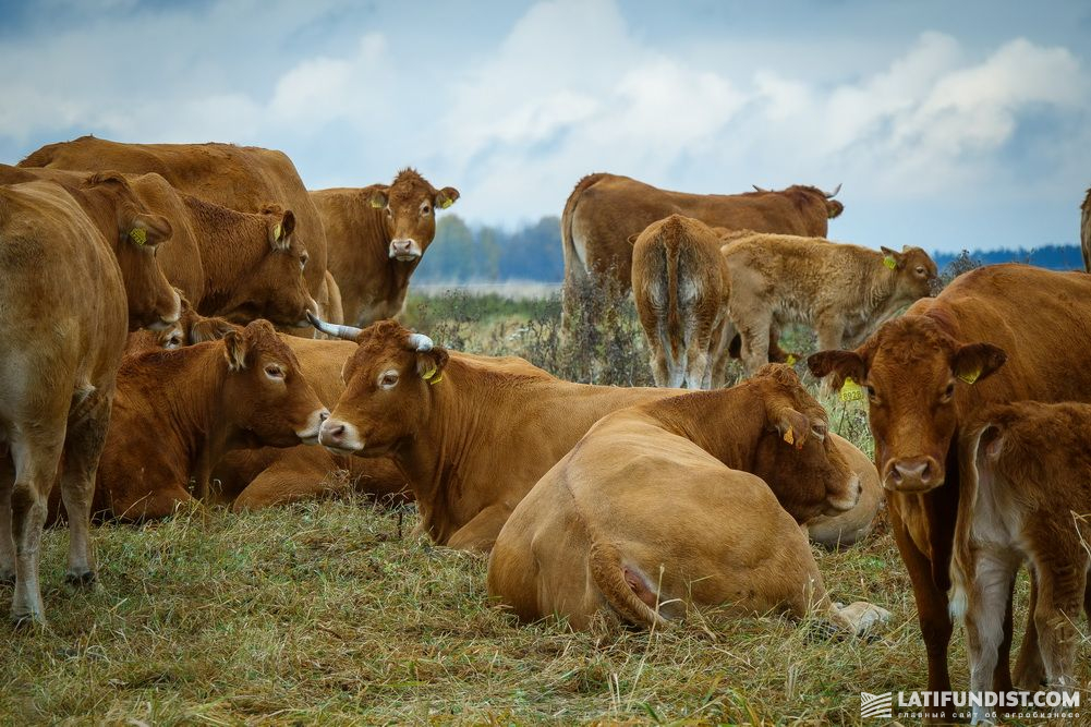 Agricore Holding livestock