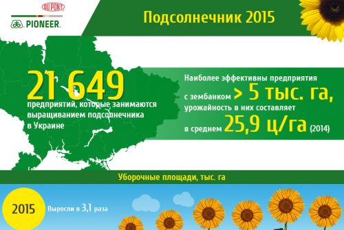 Подсолнечник 2015 Подсолнечник 2015
