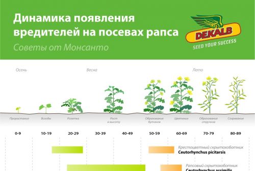 Динамика появления вредителей на посевах рапса: советы от Монсанто Динамика появления вредителей на посевах рапса: советы от Монсанто