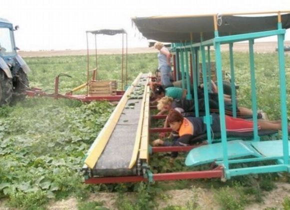 собирая клубнику 