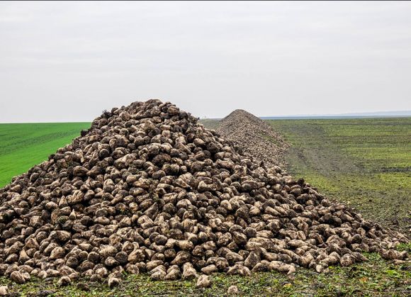 Уборка урожая сахарной свеклы в компании «Дзвин»