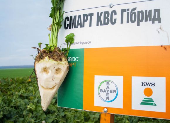 Демо-участки сахарной свеклы селекциии KWS