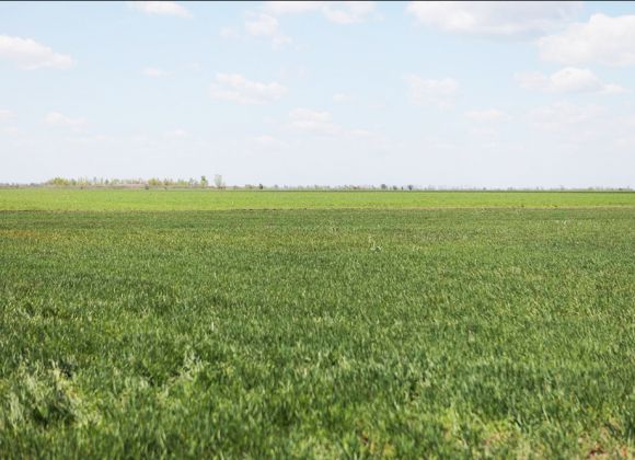 Поля агрохолдинга Agromino