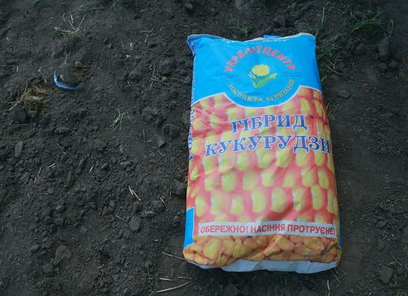 Семена кукурузы