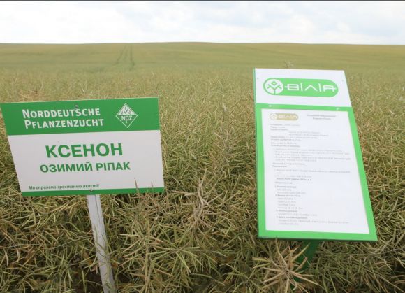 Рапс 