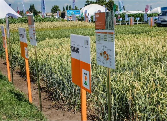 Демо-посевы зерновых, представленные компанией «КВС-Украина»