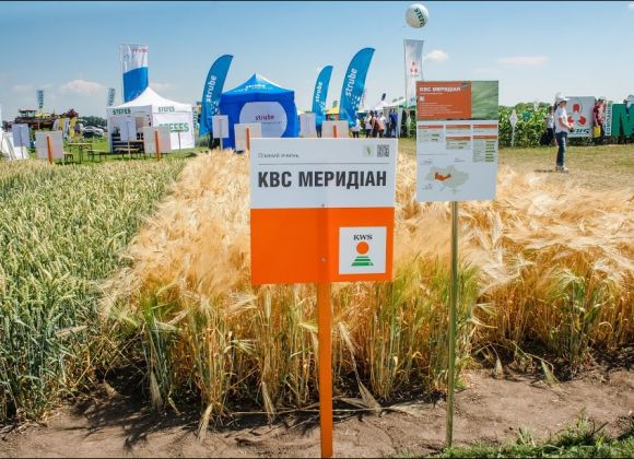 Демо-посевы зерновых, представленные компанией «КВС-Украина»