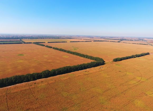 Кукурузные поля в Черкасской области