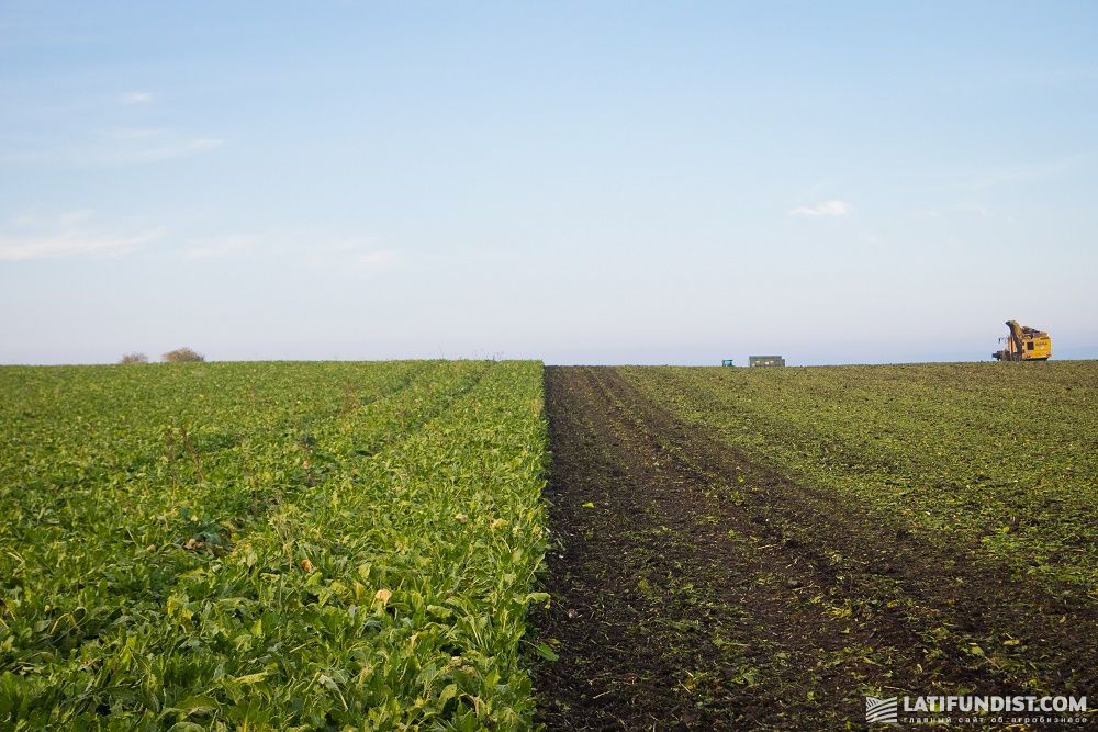 Сбор урожая сахарной свеклы на поле «Западный Буг» 