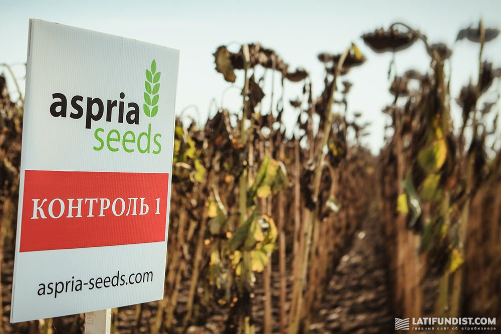 Гибрид подсолнечника Aspria Seeds от ByFrederic