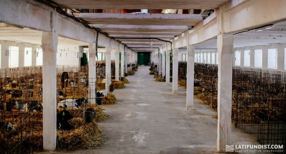 Животные на ферме агропромхолдинга «Астарта-Киев»