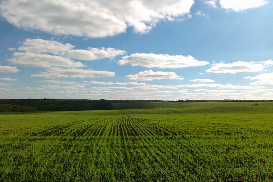 Пшеница на поле компании «Украинские Аграрные Инвестиции»