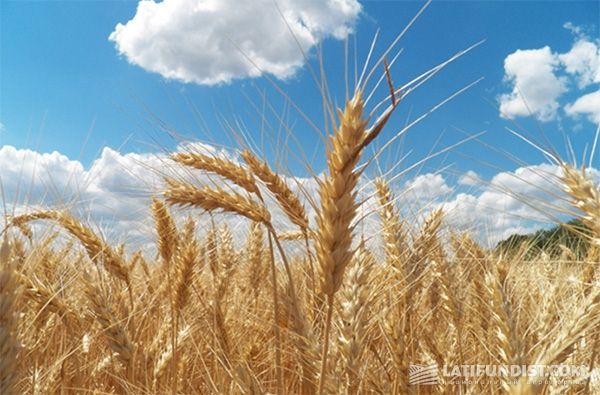 Пшеница «Дружба-Нова»