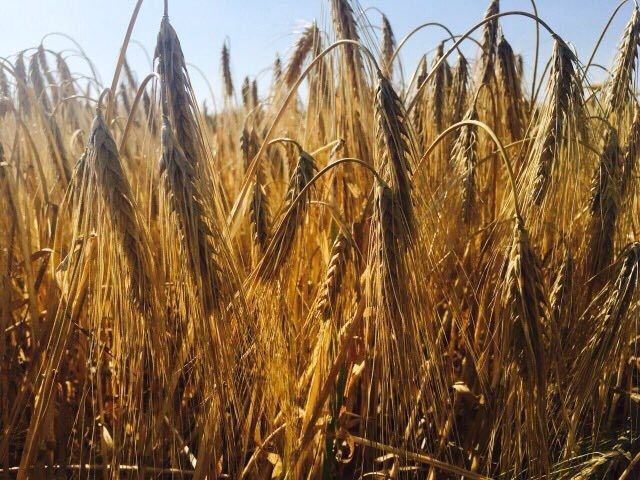Уборочная кампания ранних зерновых культур в Одесской области