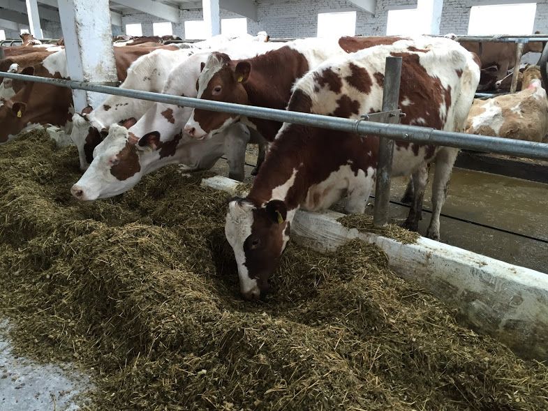 Поголовье скота на ферме компании «Мироновский хлебопродукт»